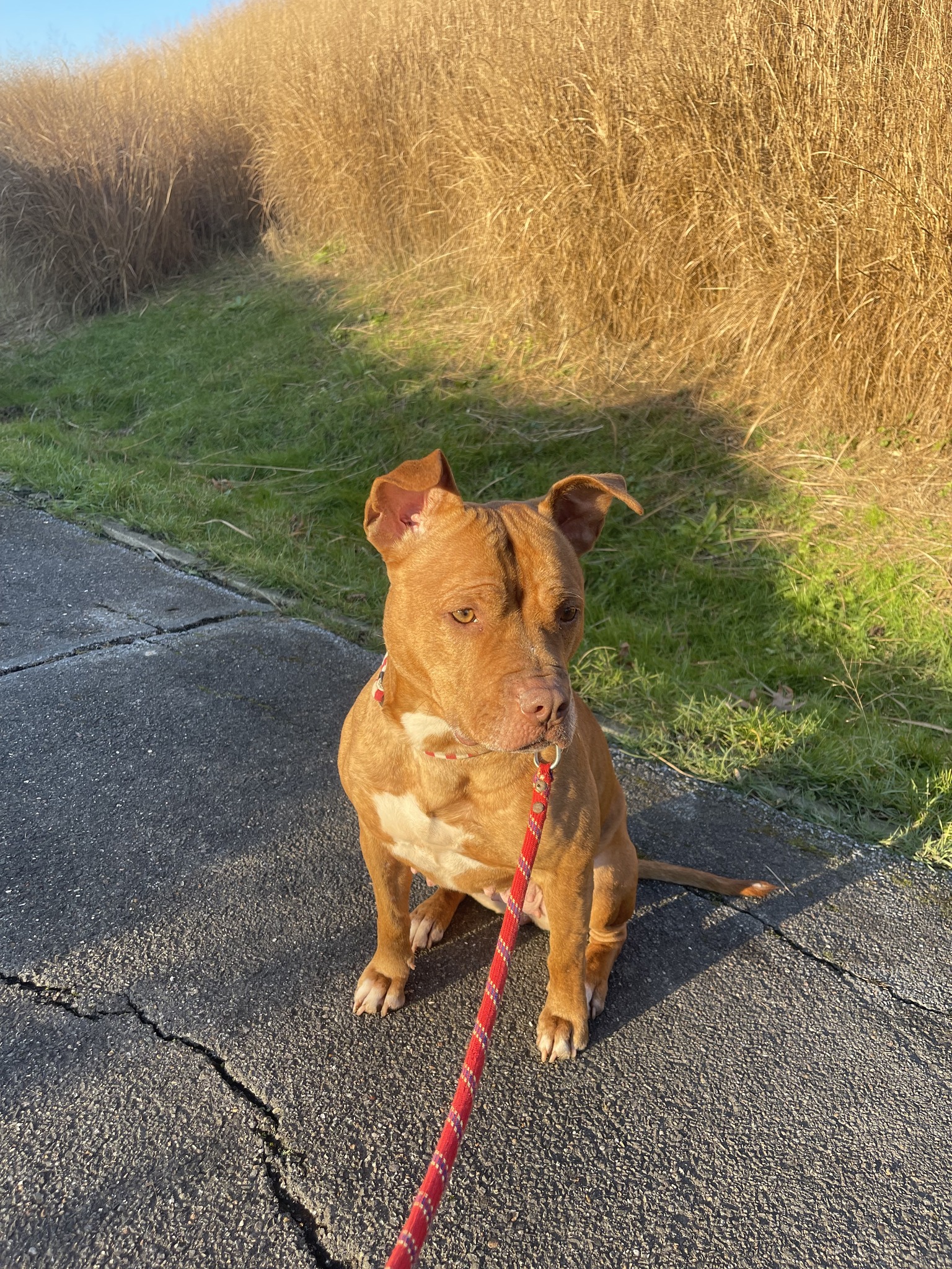 NAHLA