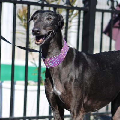 ANGELINA, somptueuse Galga noire, timide et affectueuse