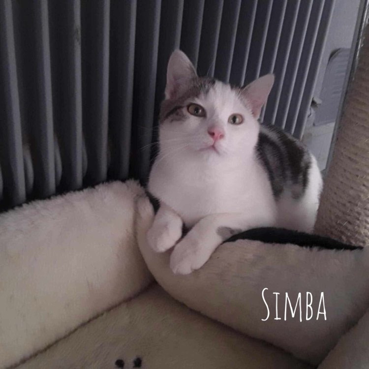 Simba