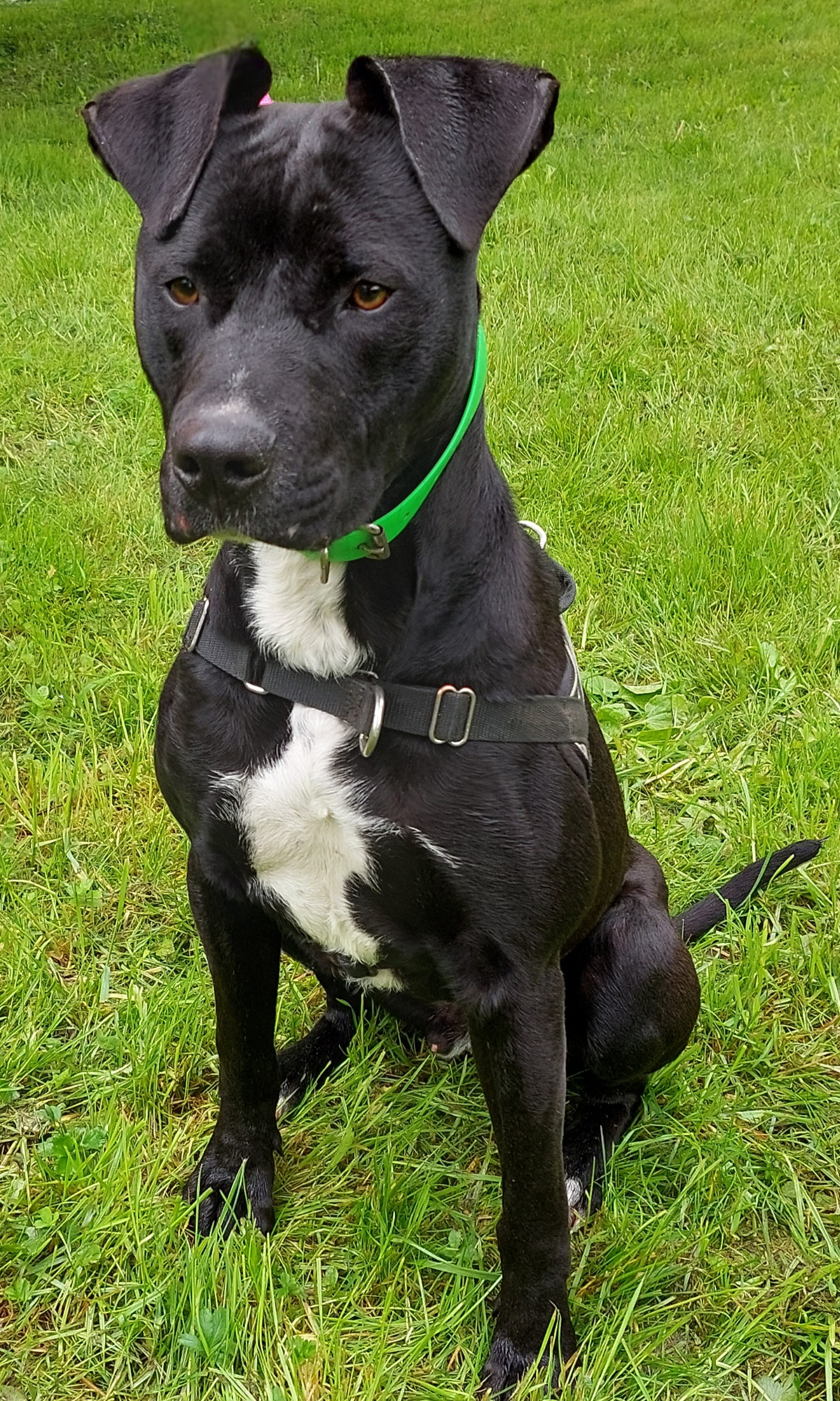 Onyx