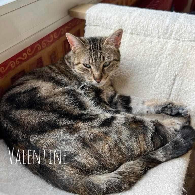 Valentine