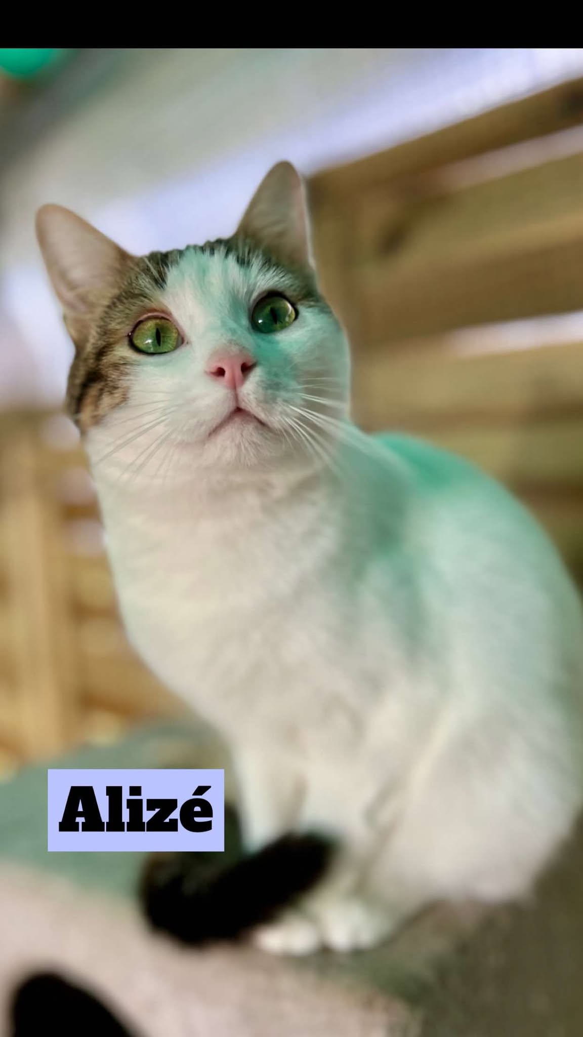 Alizé