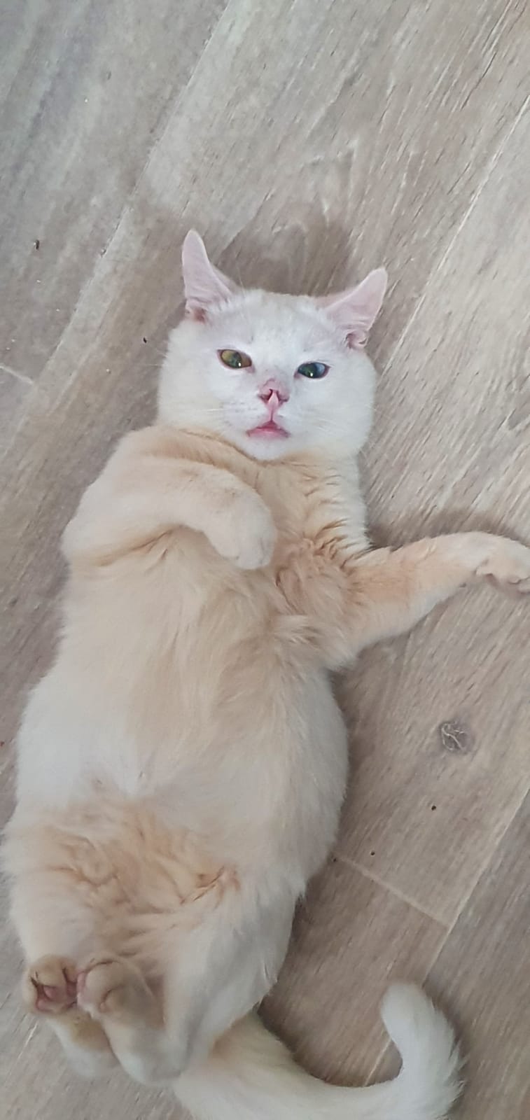 Olaf