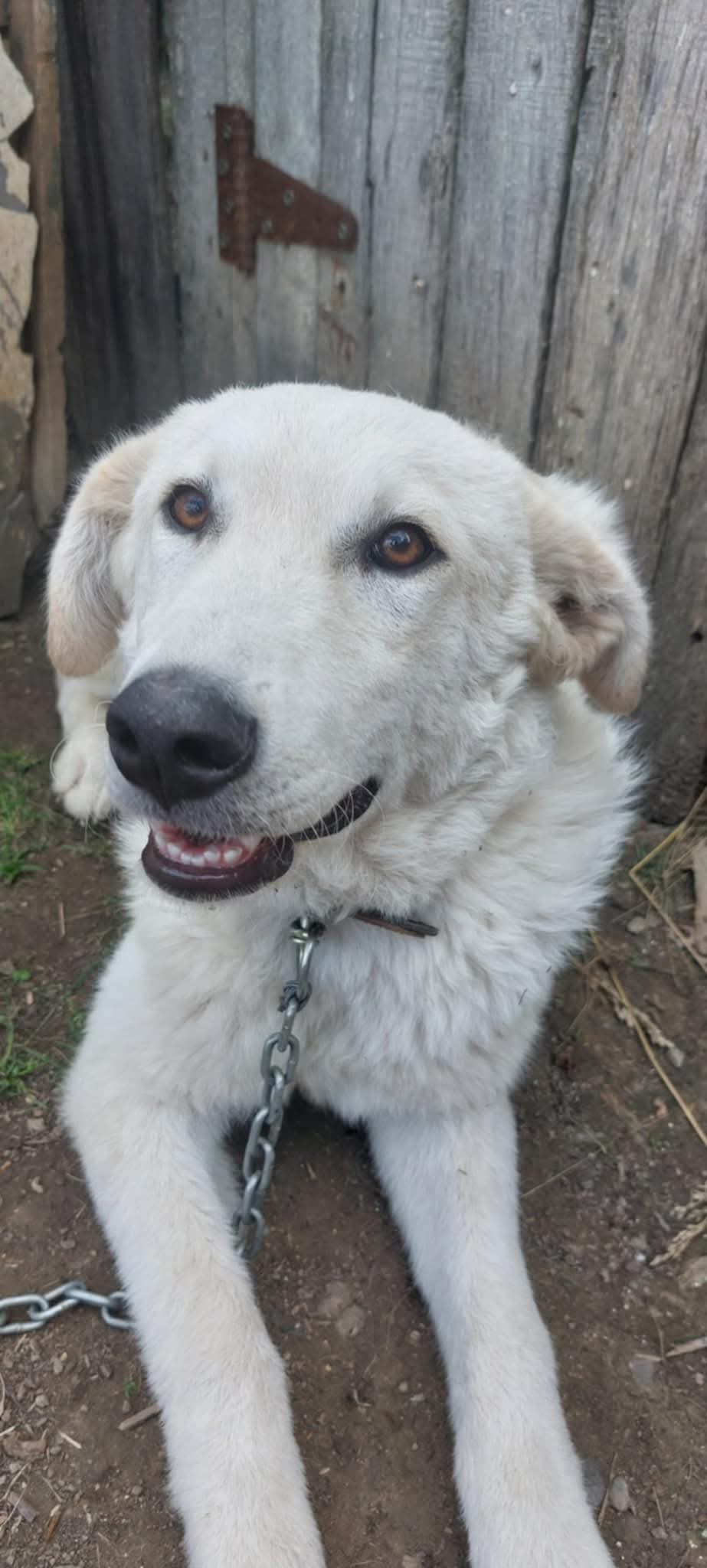 ELLA