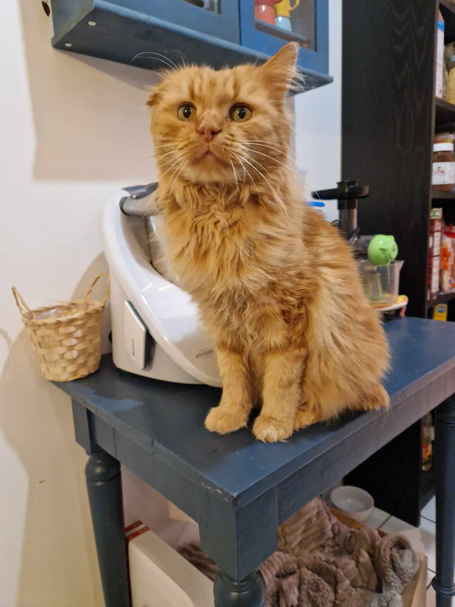 SOS DIDIER FIV +