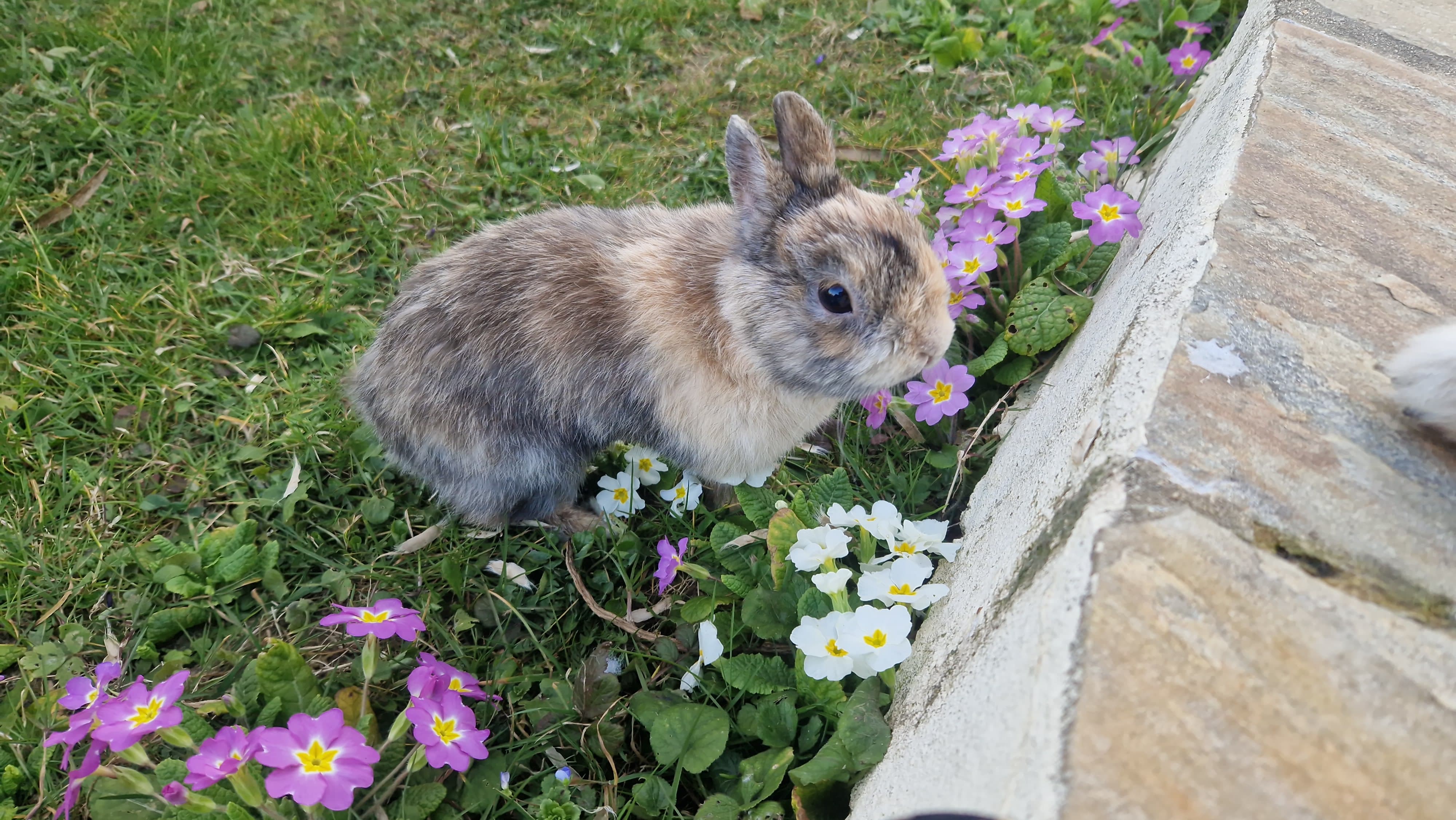 Aiko 