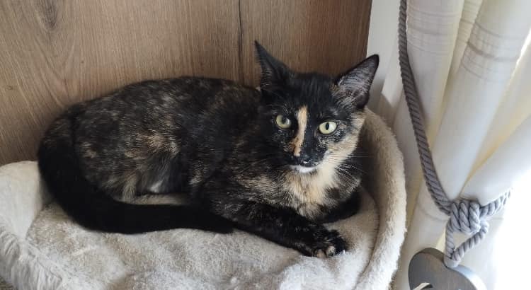 ZOE