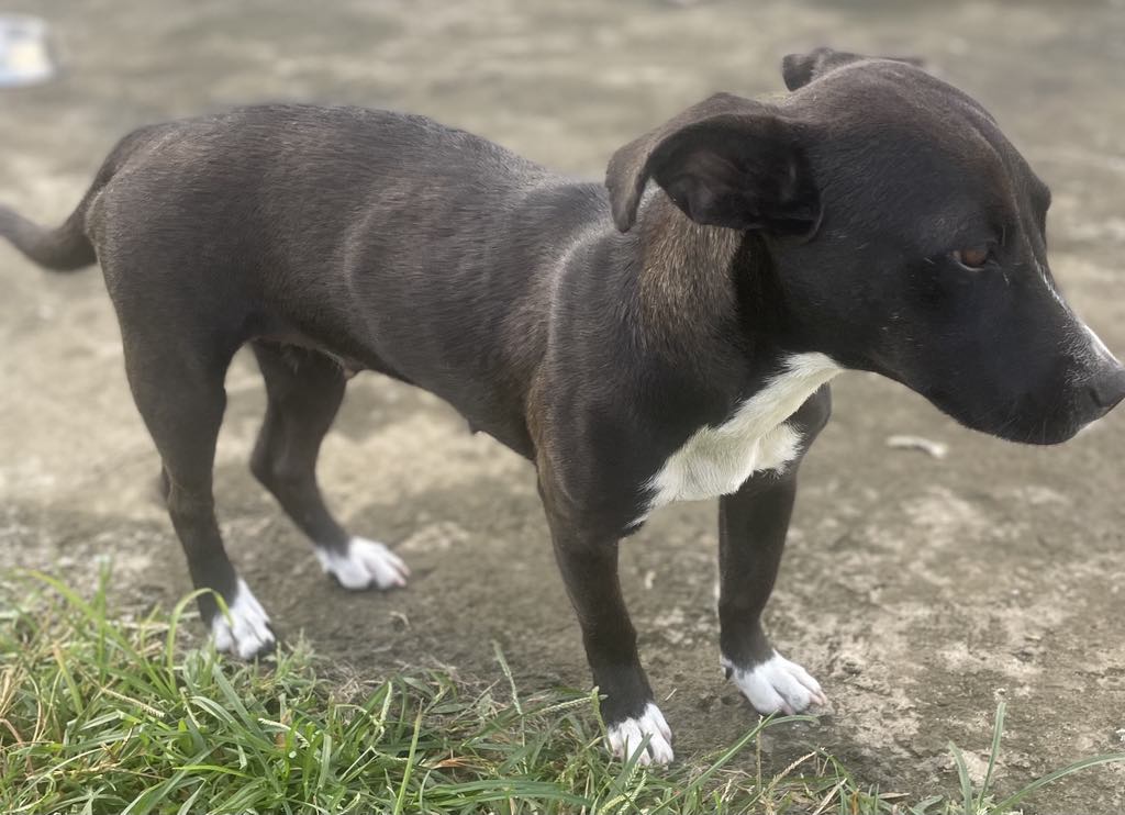 NOVA, chien femelle Croisée Créole NON-LOF