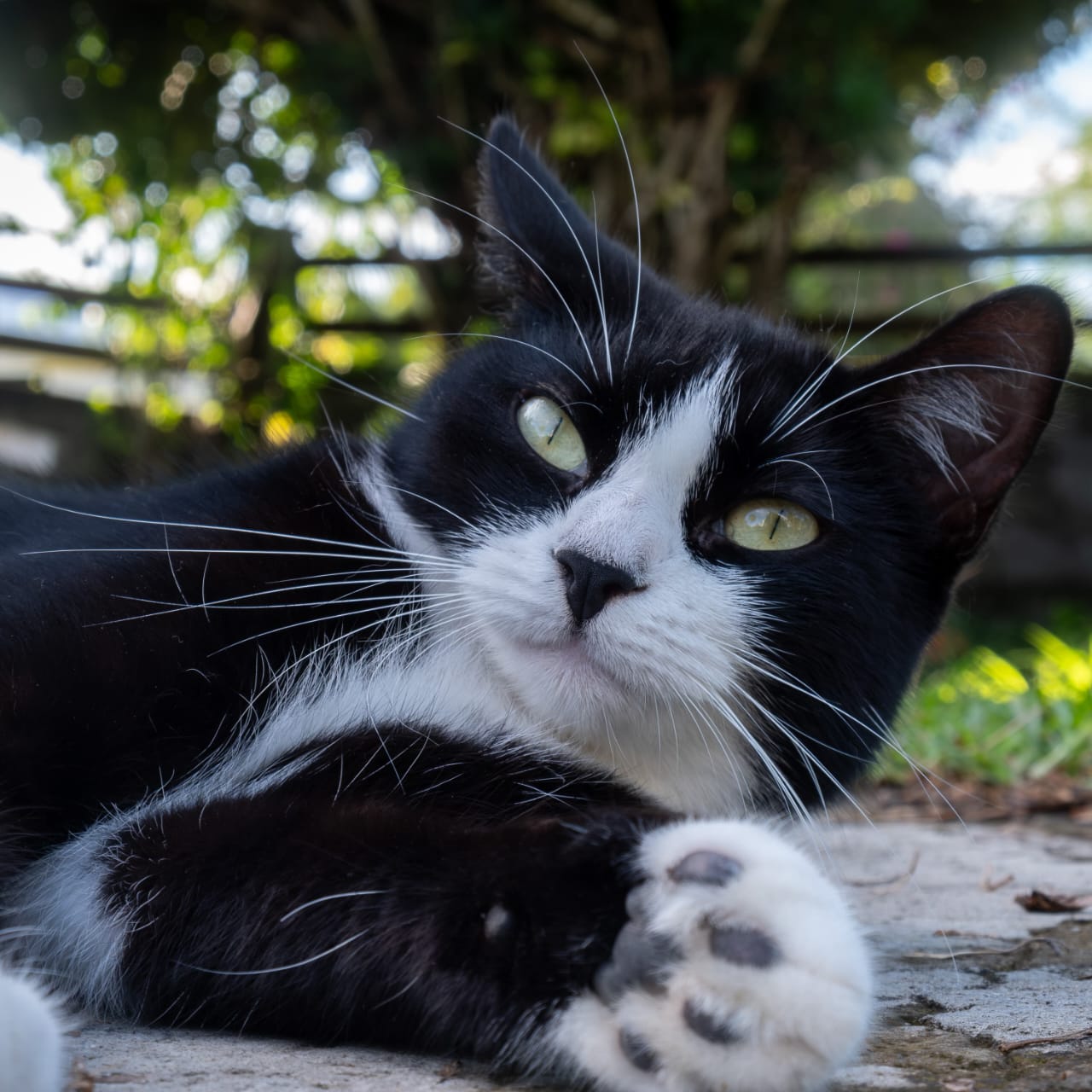 GROSMINETTE