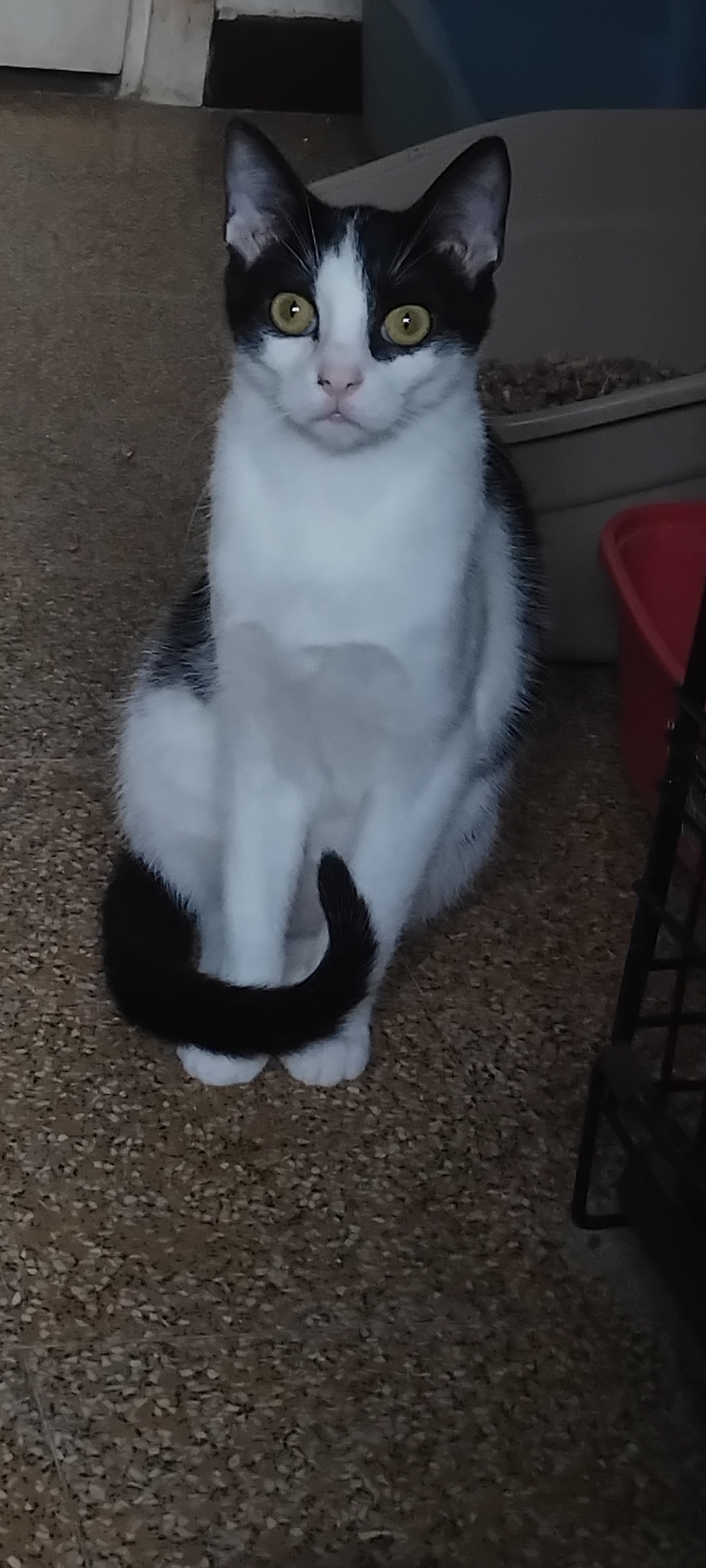 Lupin