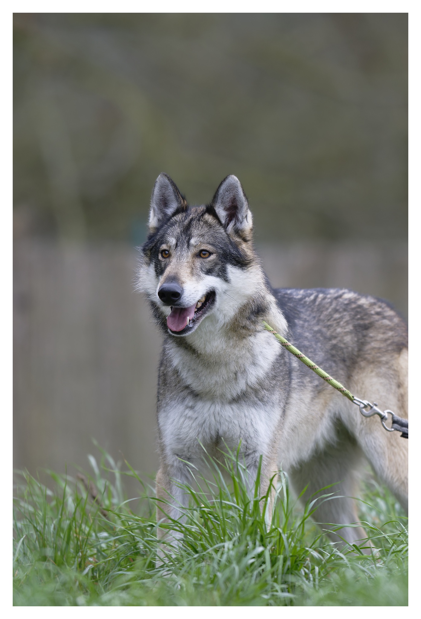 Rollo