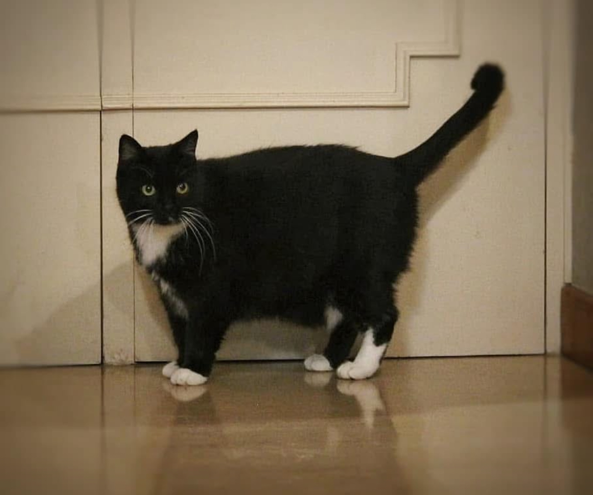 Kitty