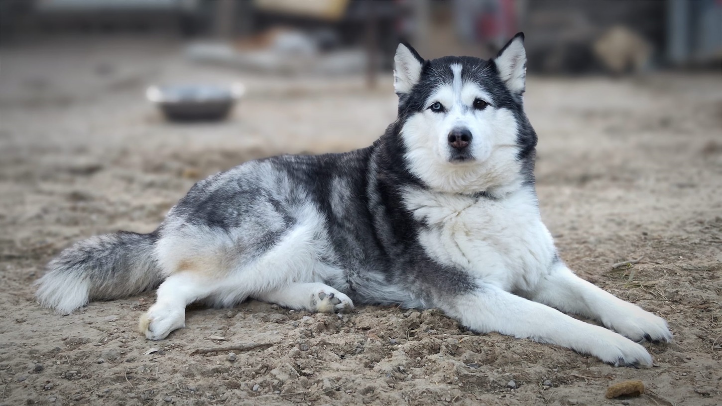 ALASKA