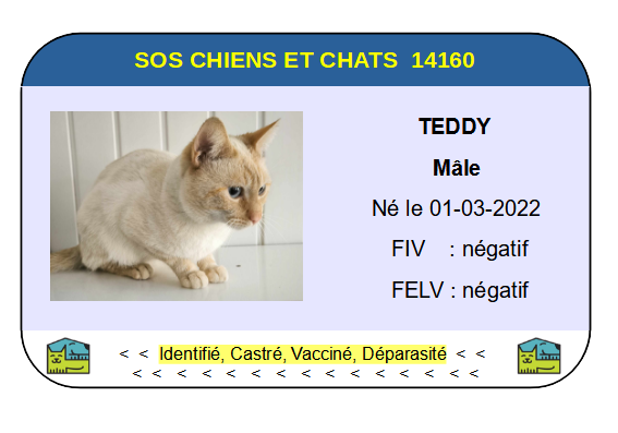 Teddy