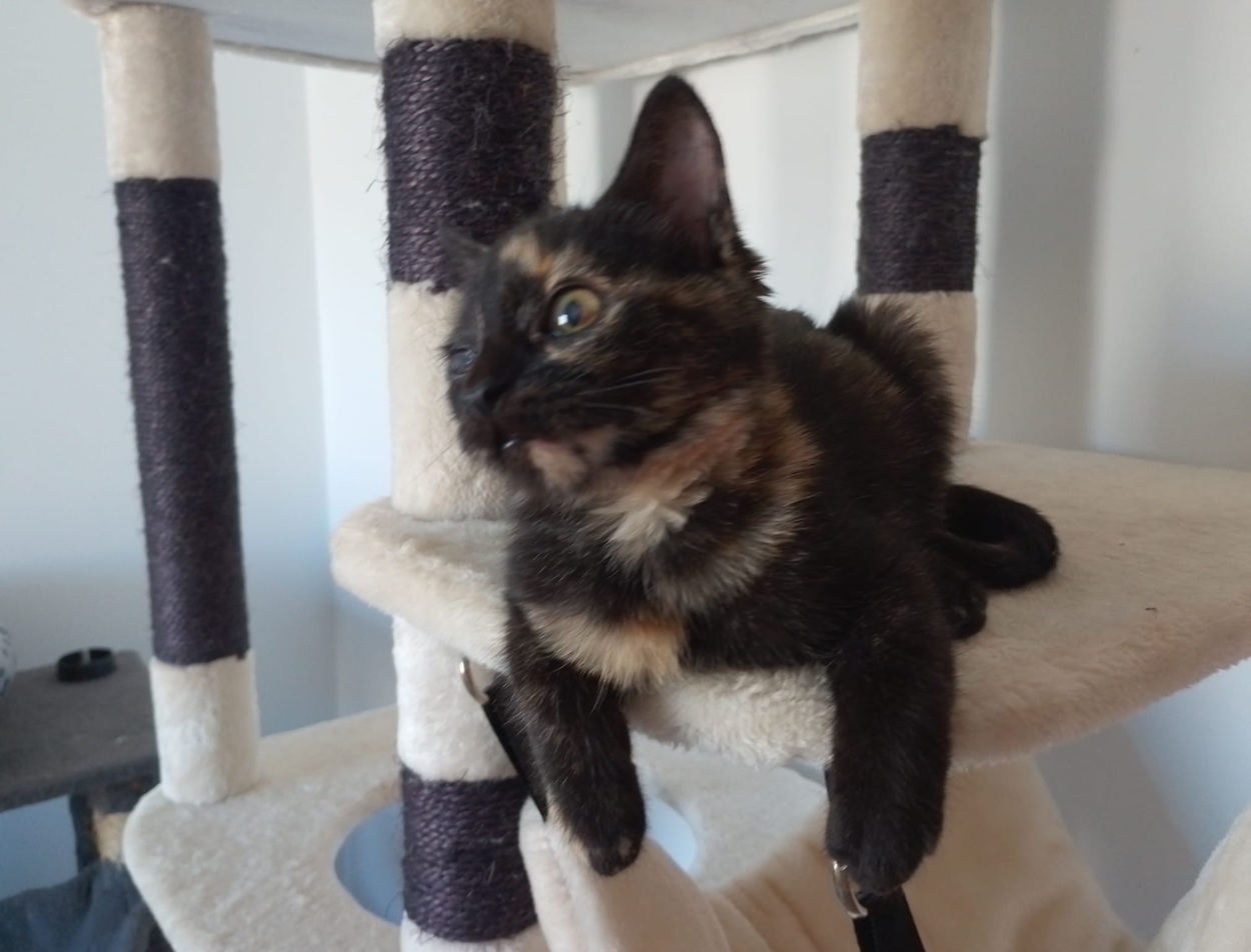RITA
