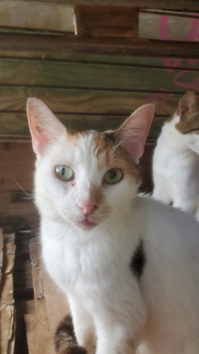 Tiga