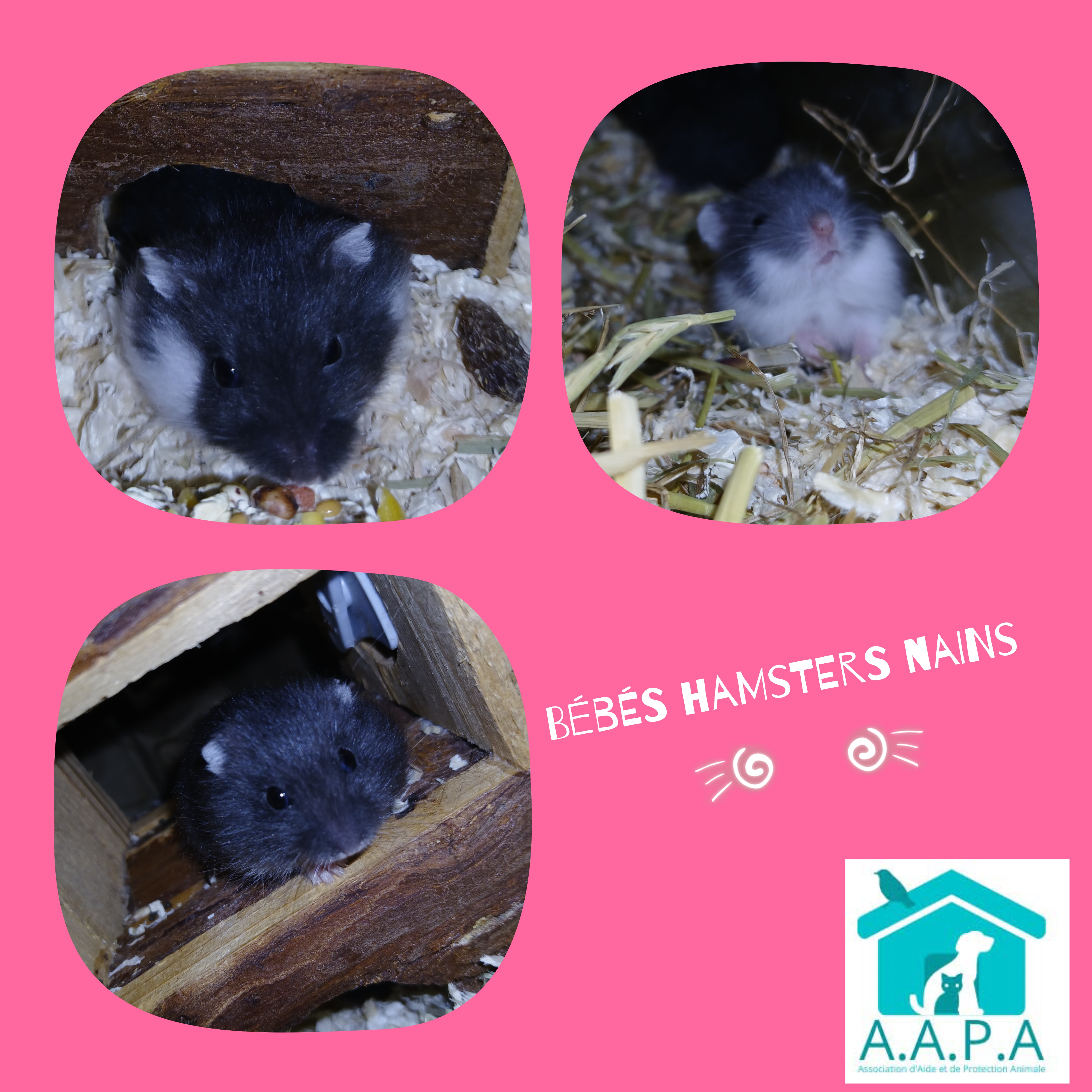 Bébés hamsters 