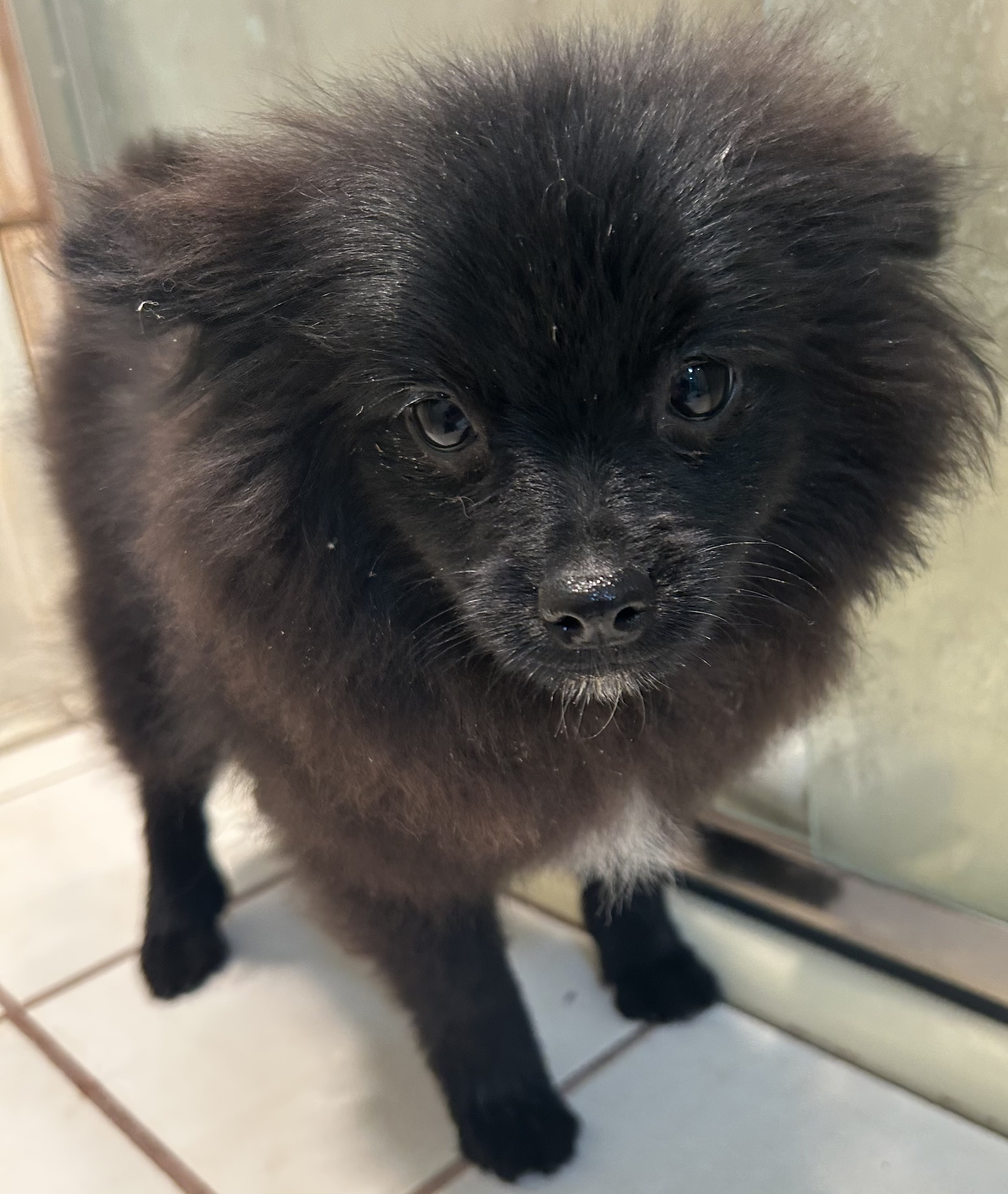 KIWI