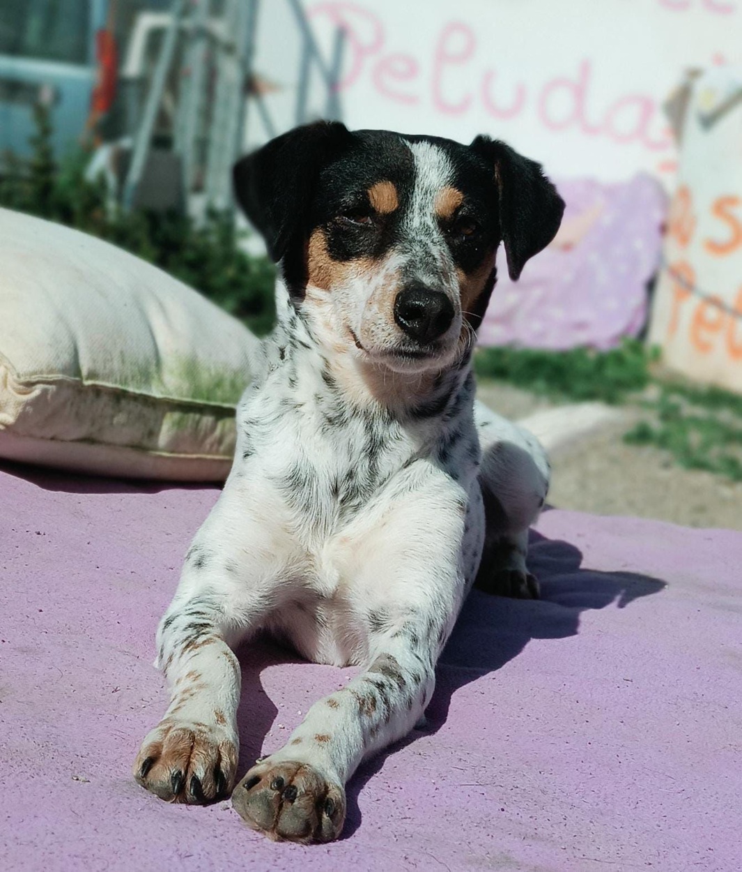 BONI