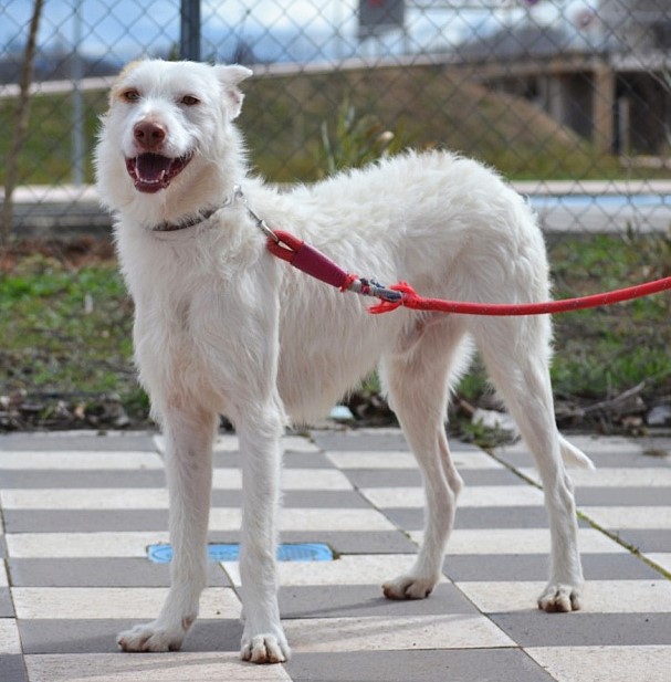 ASCUA, beau, athlétique et affectueux Podenco blanc à l'adoption