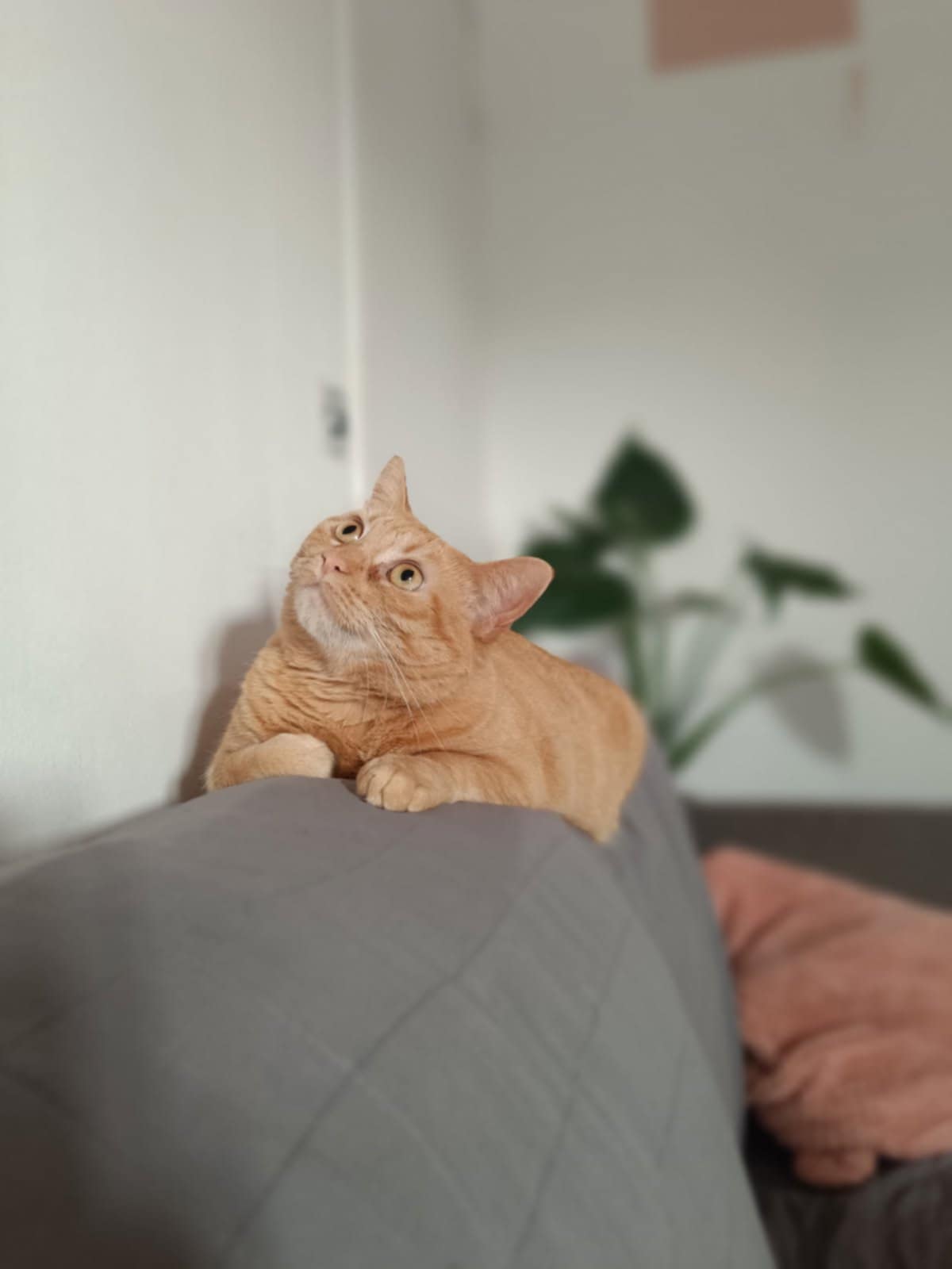 CANNELLE