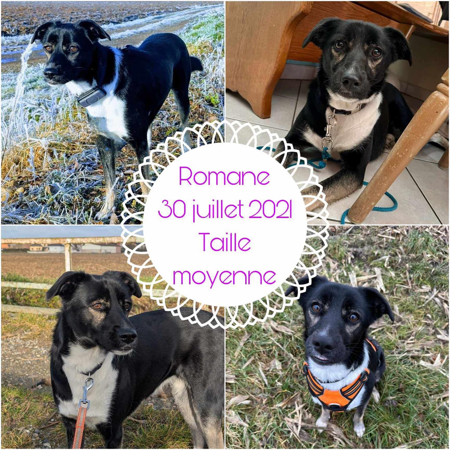 Romane