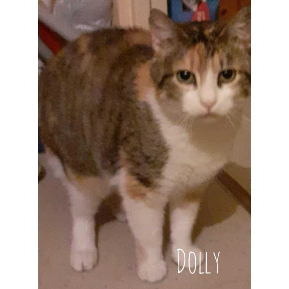 Dolly