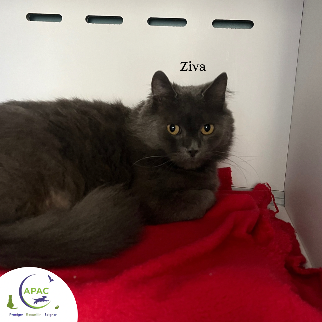 Ziva
