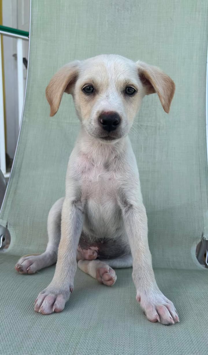 Paco, mâle berger créole, né le 01/01/2025 🐶
