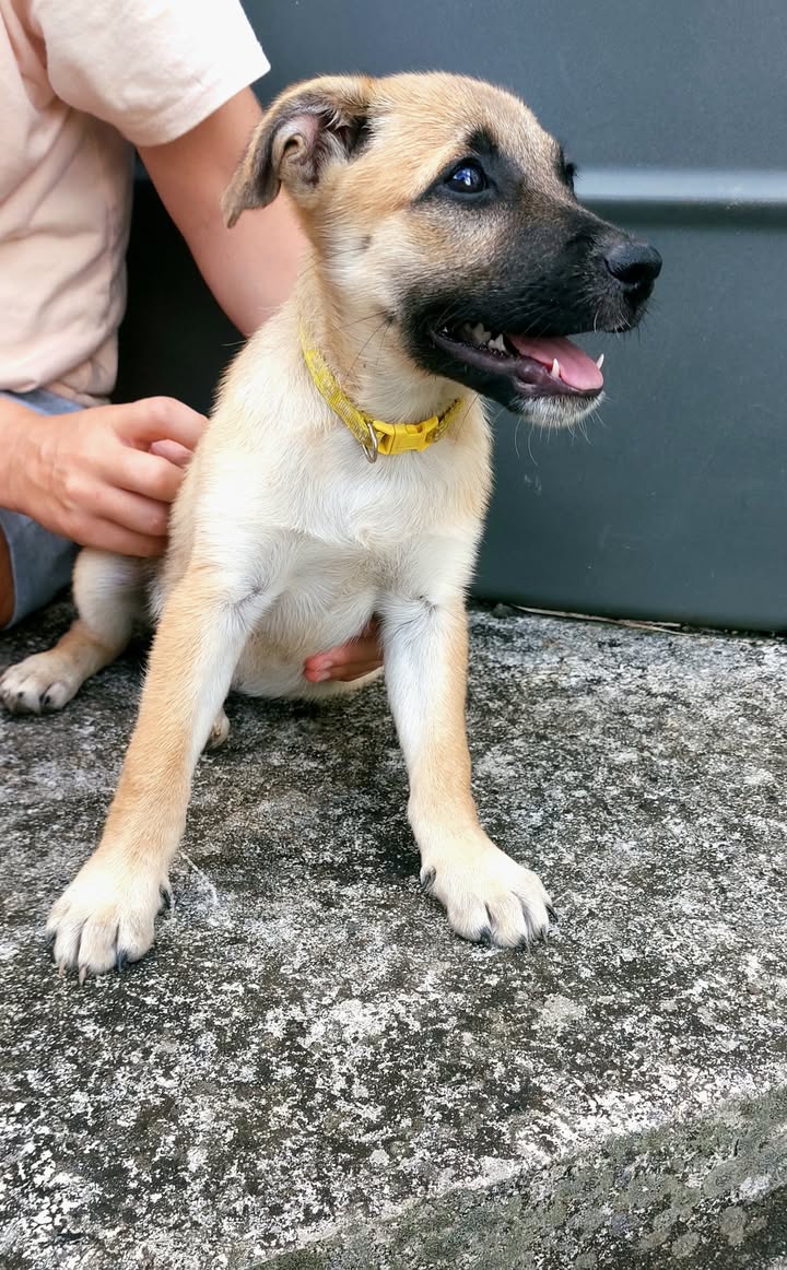 Wasabi, femelle croisée berger, née le 28/01/2025 🐶