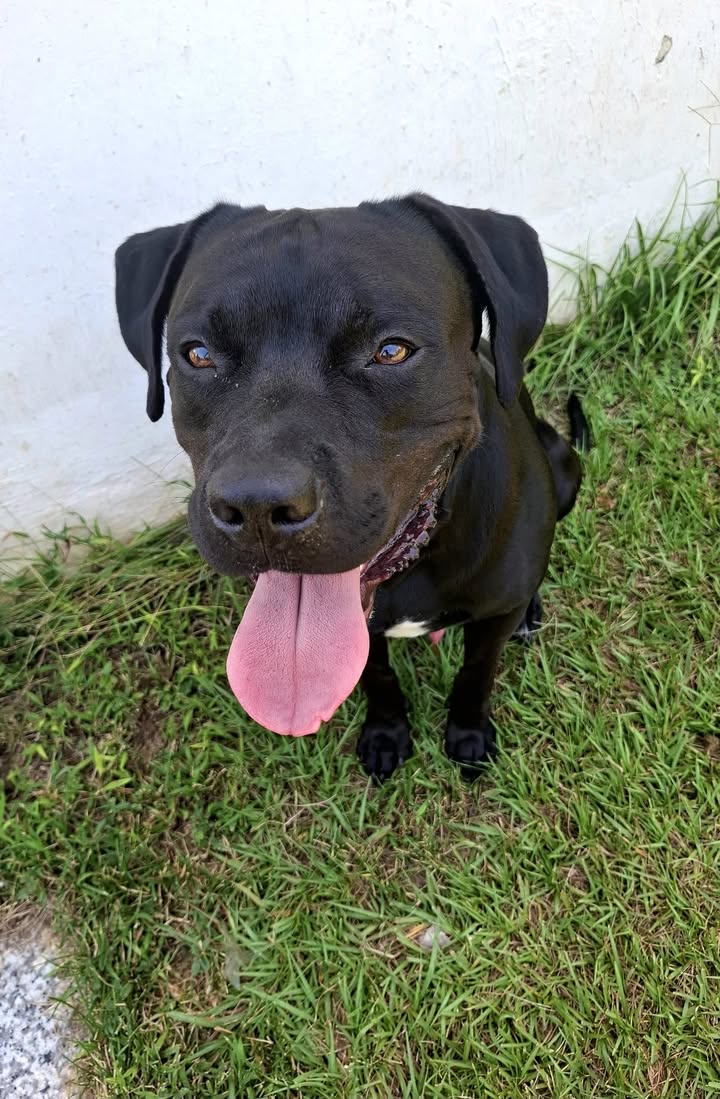 Tito, mâle croisé berger, né le 10/02/2022 🐶