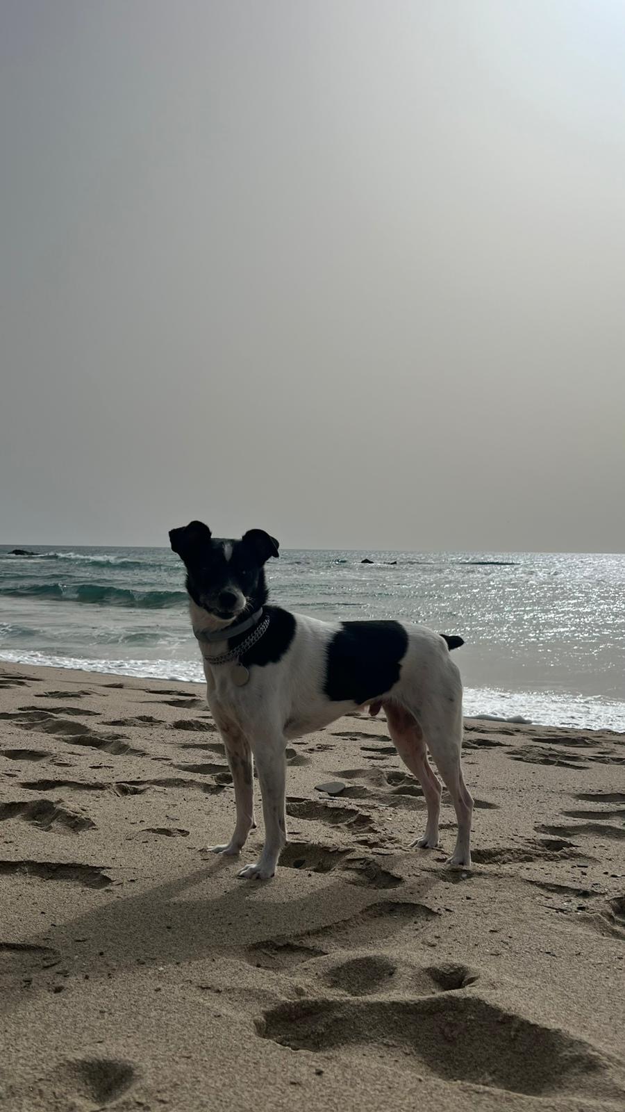 BALTO super urgent!!!!!