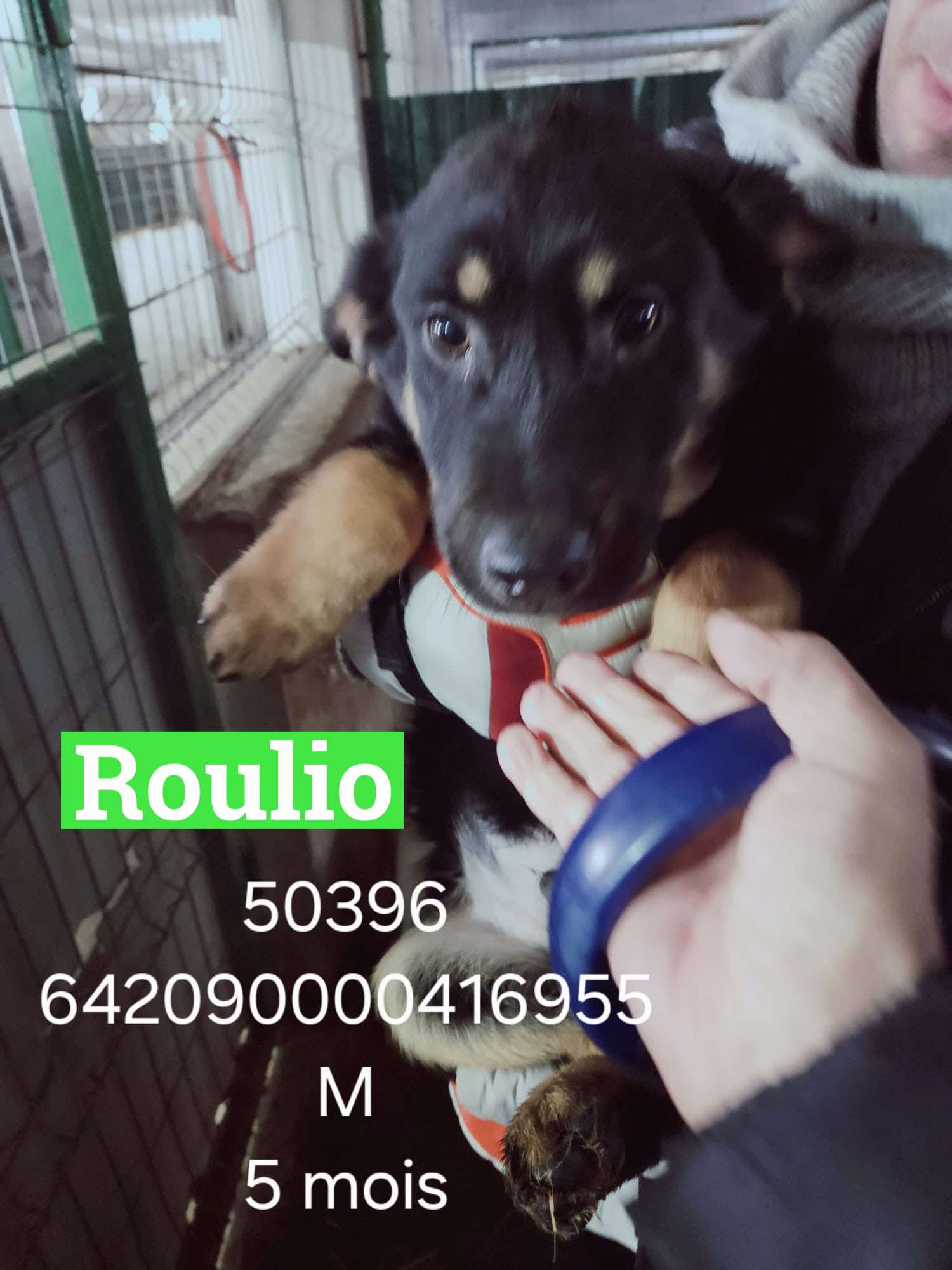ROULIO 
