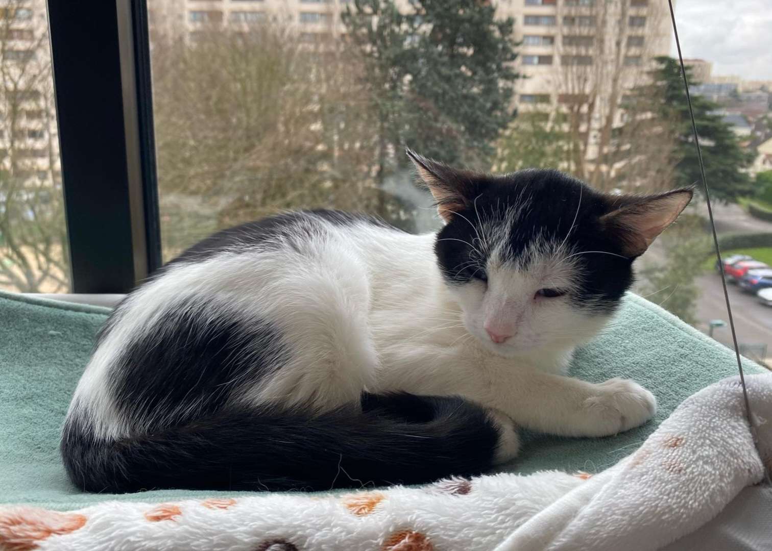 Evie