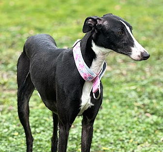 FARAH, histoire classique des Galgos...l'abandon...