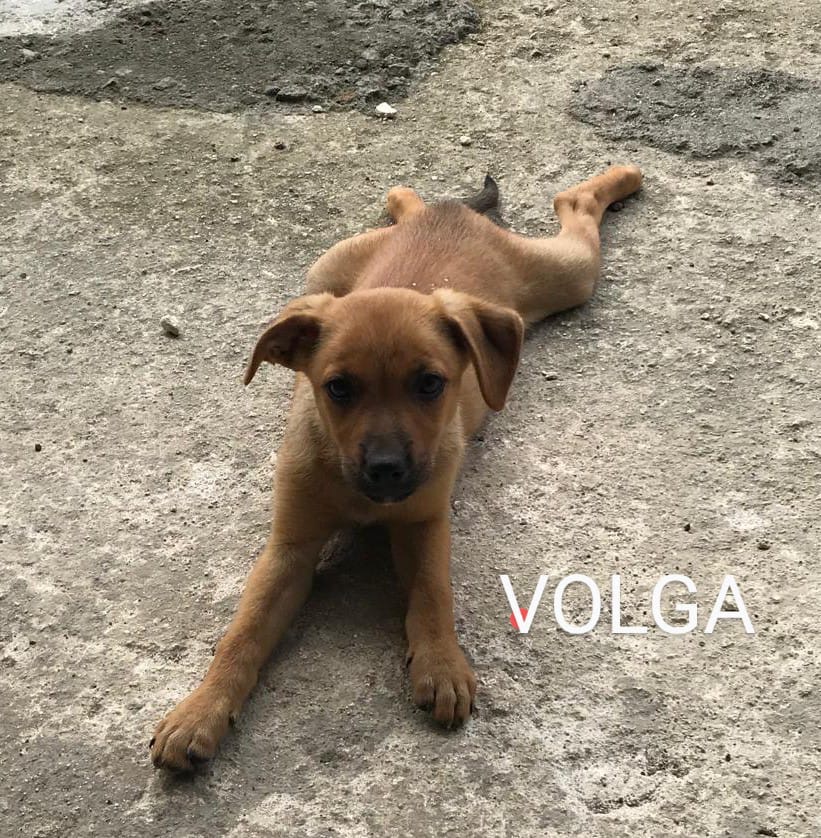 VALDO le frère et VOLGA la sœur 