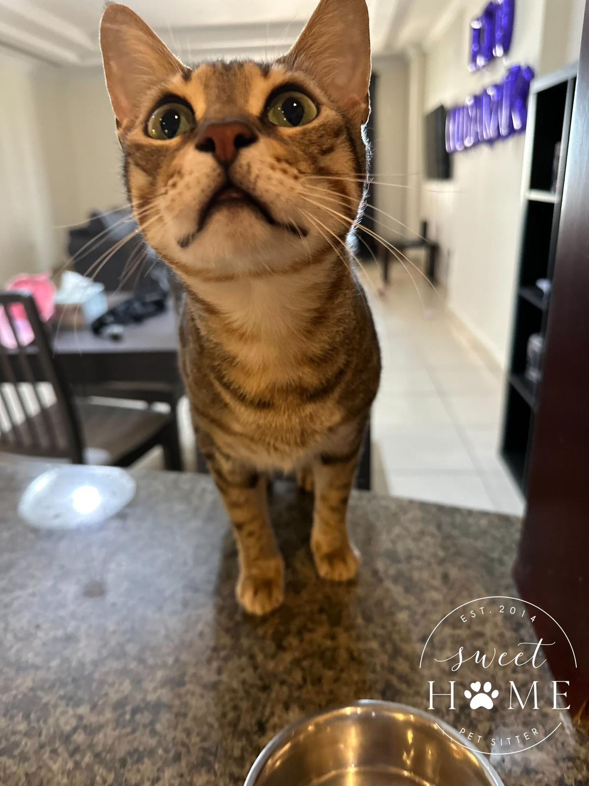 Simba chat mâle 