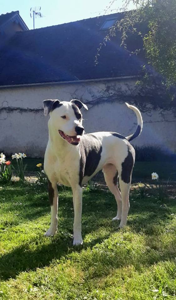 Marley, mâle croisé berger, né le 22/05/2021 🐶
