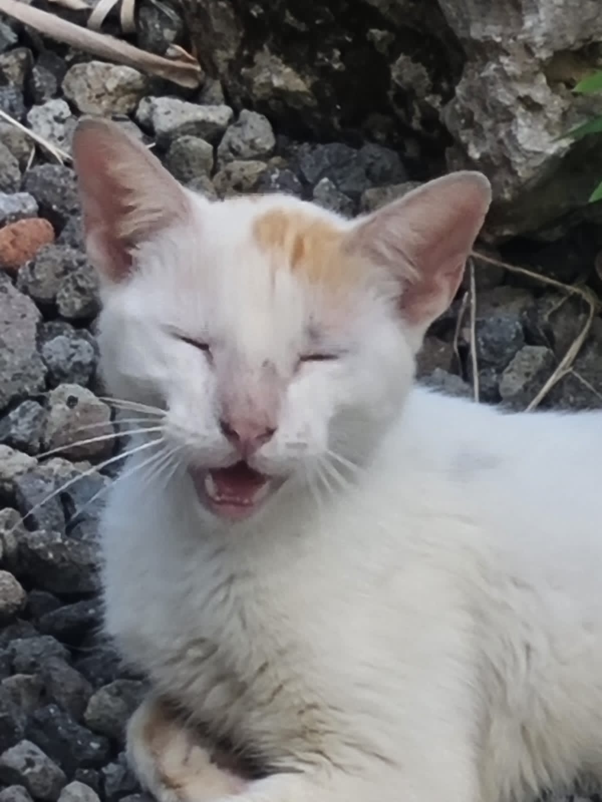 LAPINOU