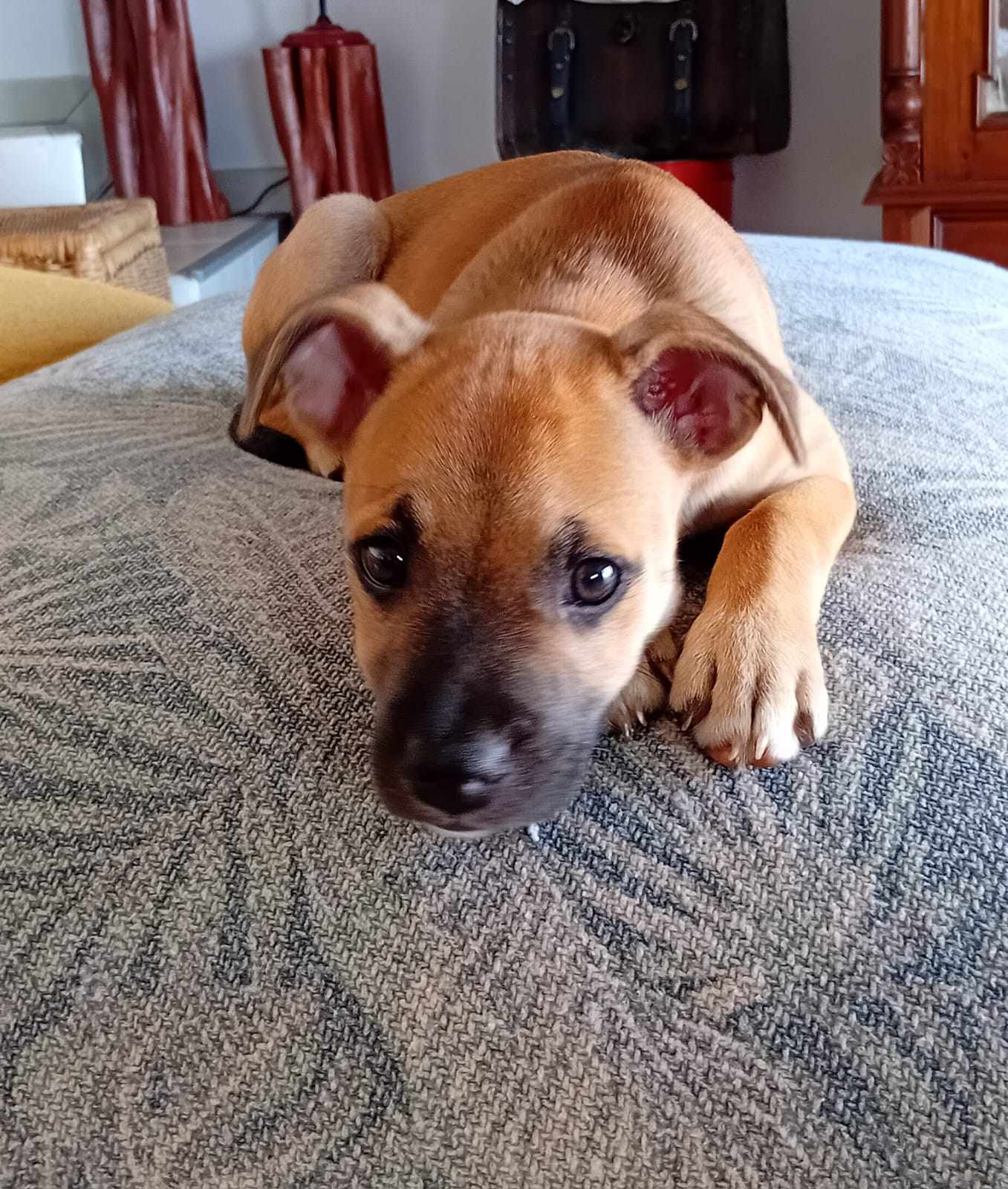 POUPI
