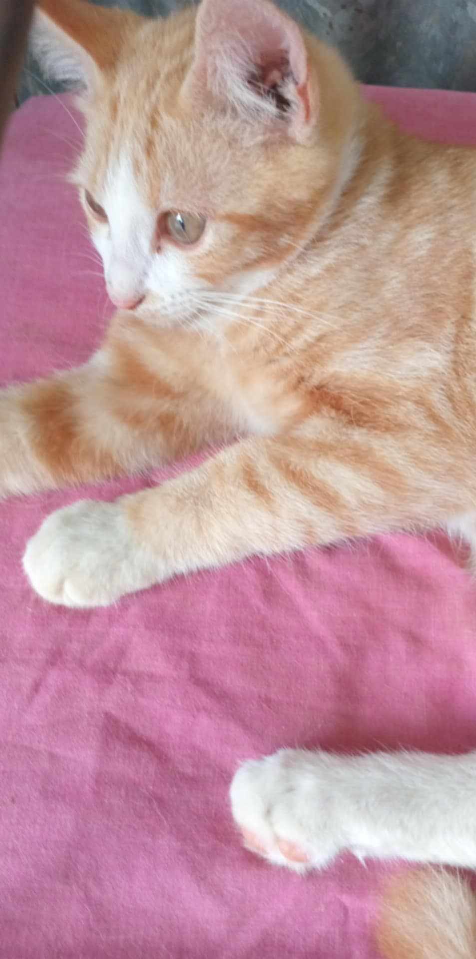 MELBA