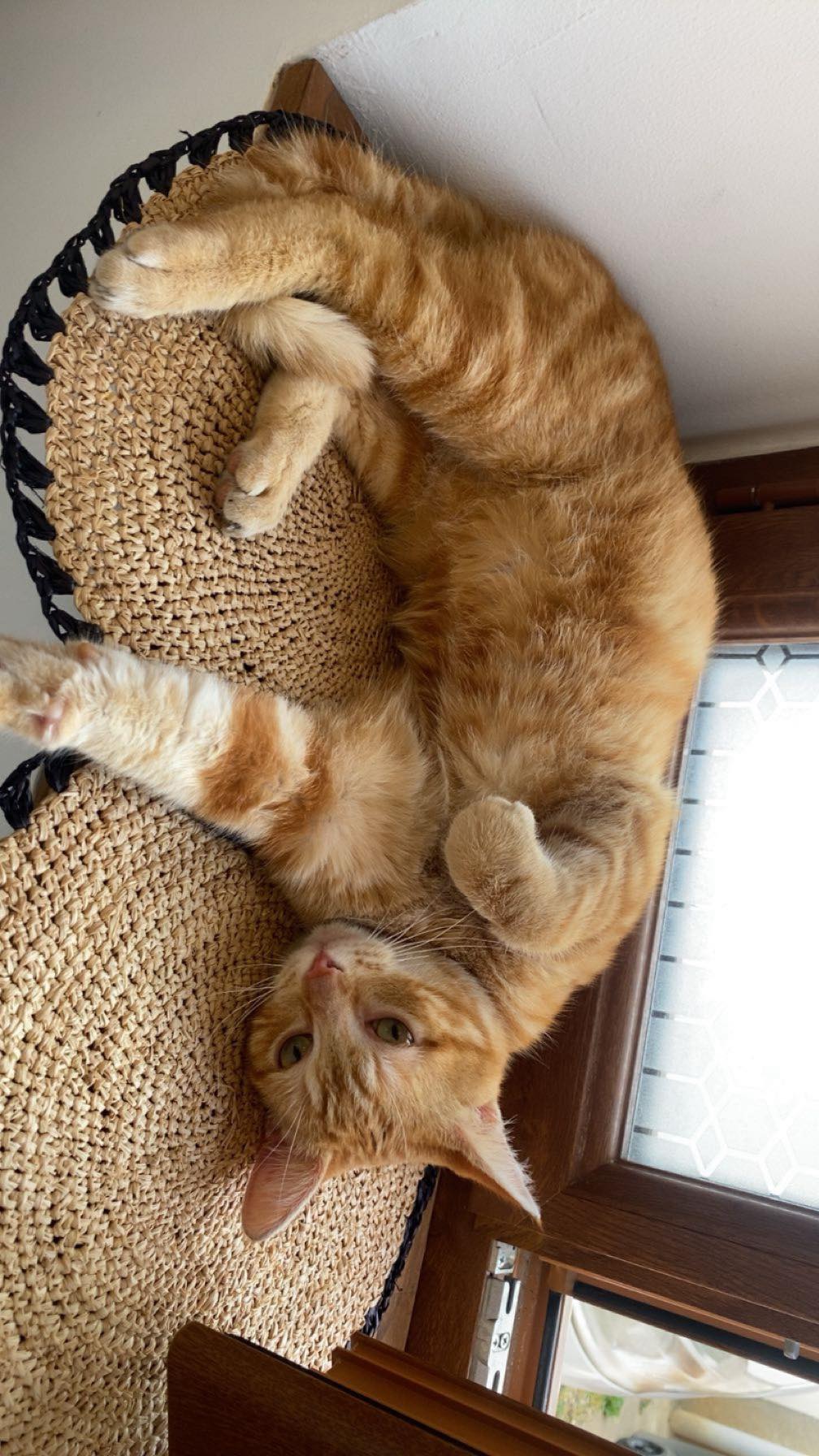 Weasley 
