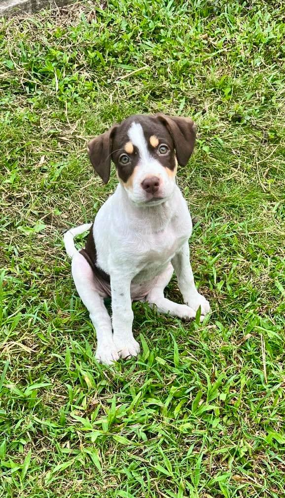 Goji, femelle croisée berger, née le 27/02/2025 🐶