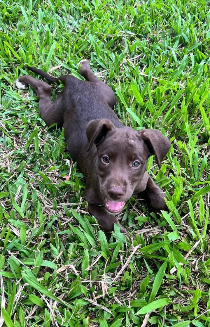 Olaya, femelle X berger, née le 27/02/2025 🐶
