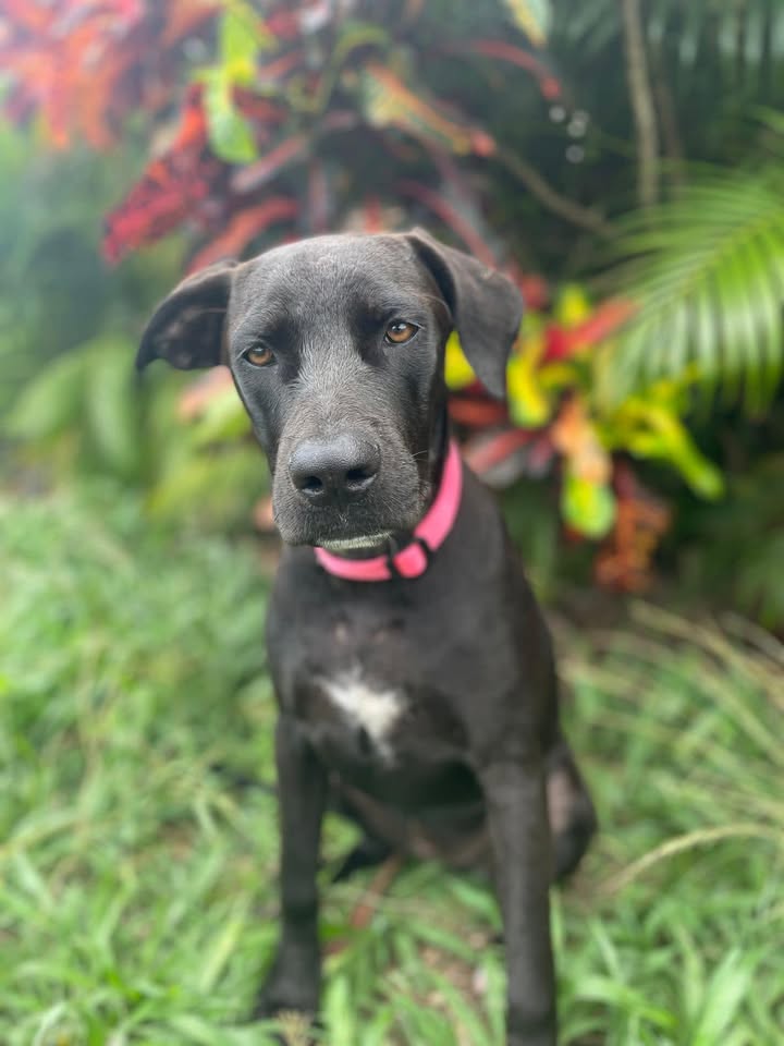 Tiana, femelle croisée berger, née le 03/08/2024 🐶