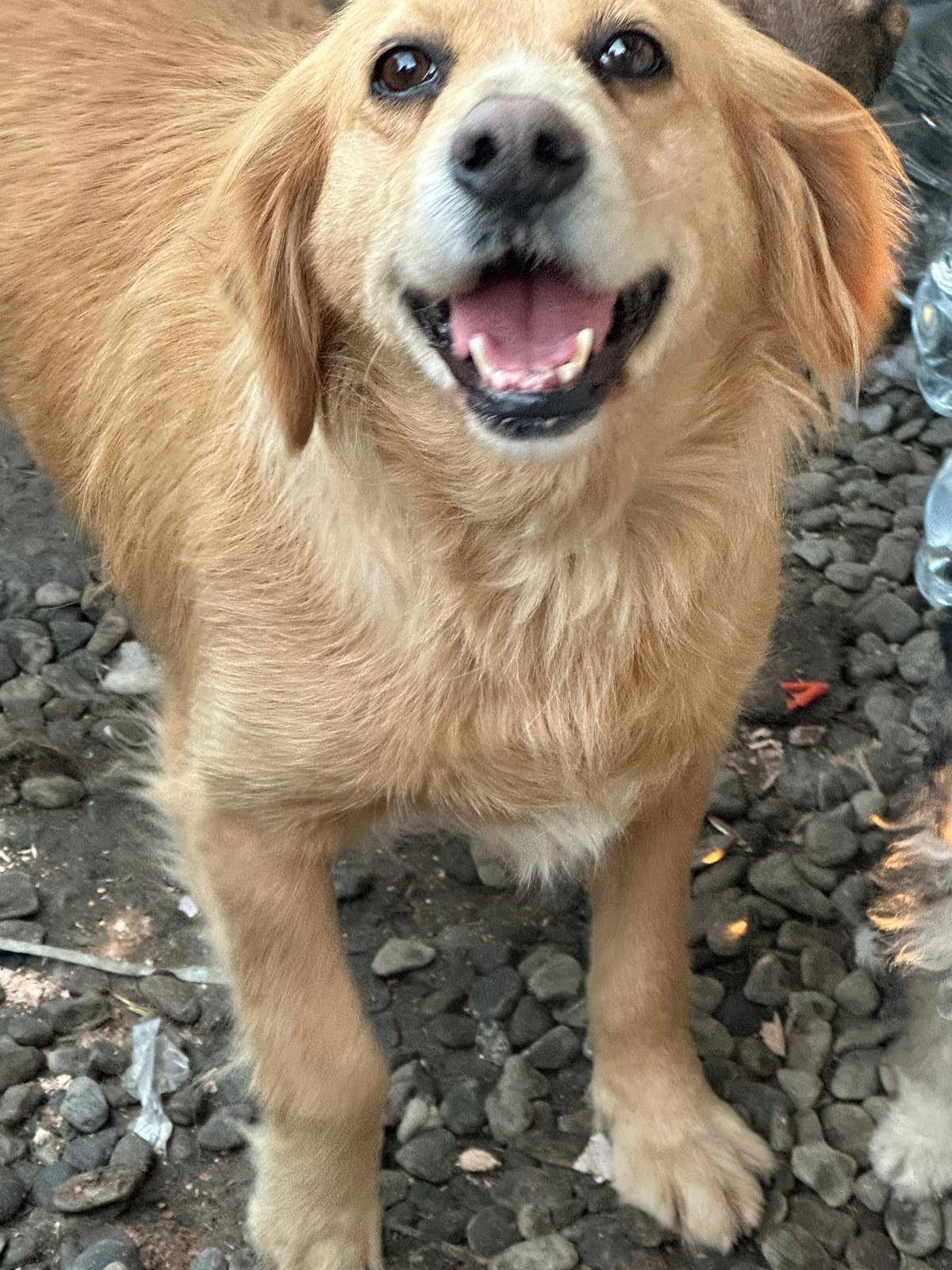 DOLLY 