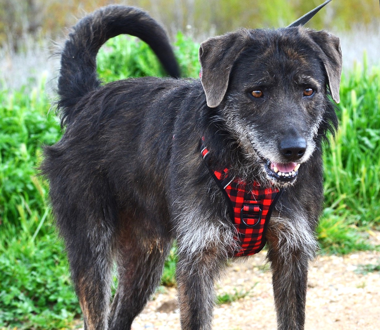 AILO, croisé Griffon, un super compagnon de vie