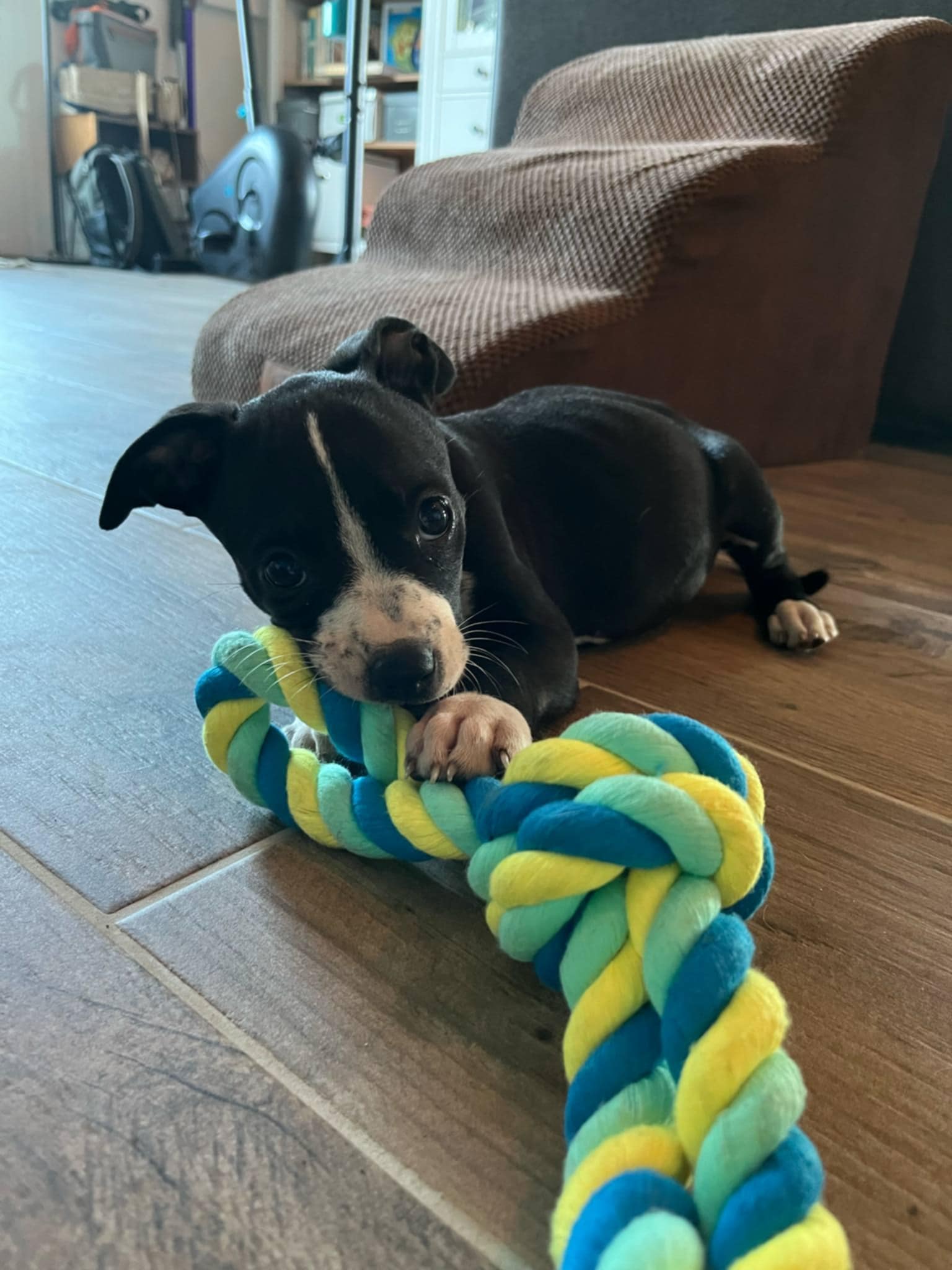MAYA