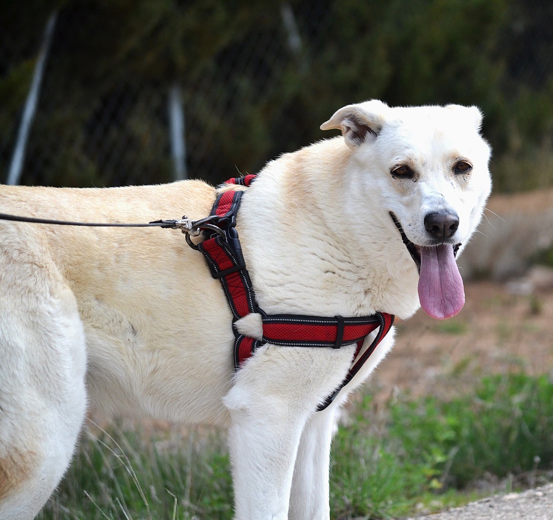 LINDA, superbe et affectueuse croisée  Labrador