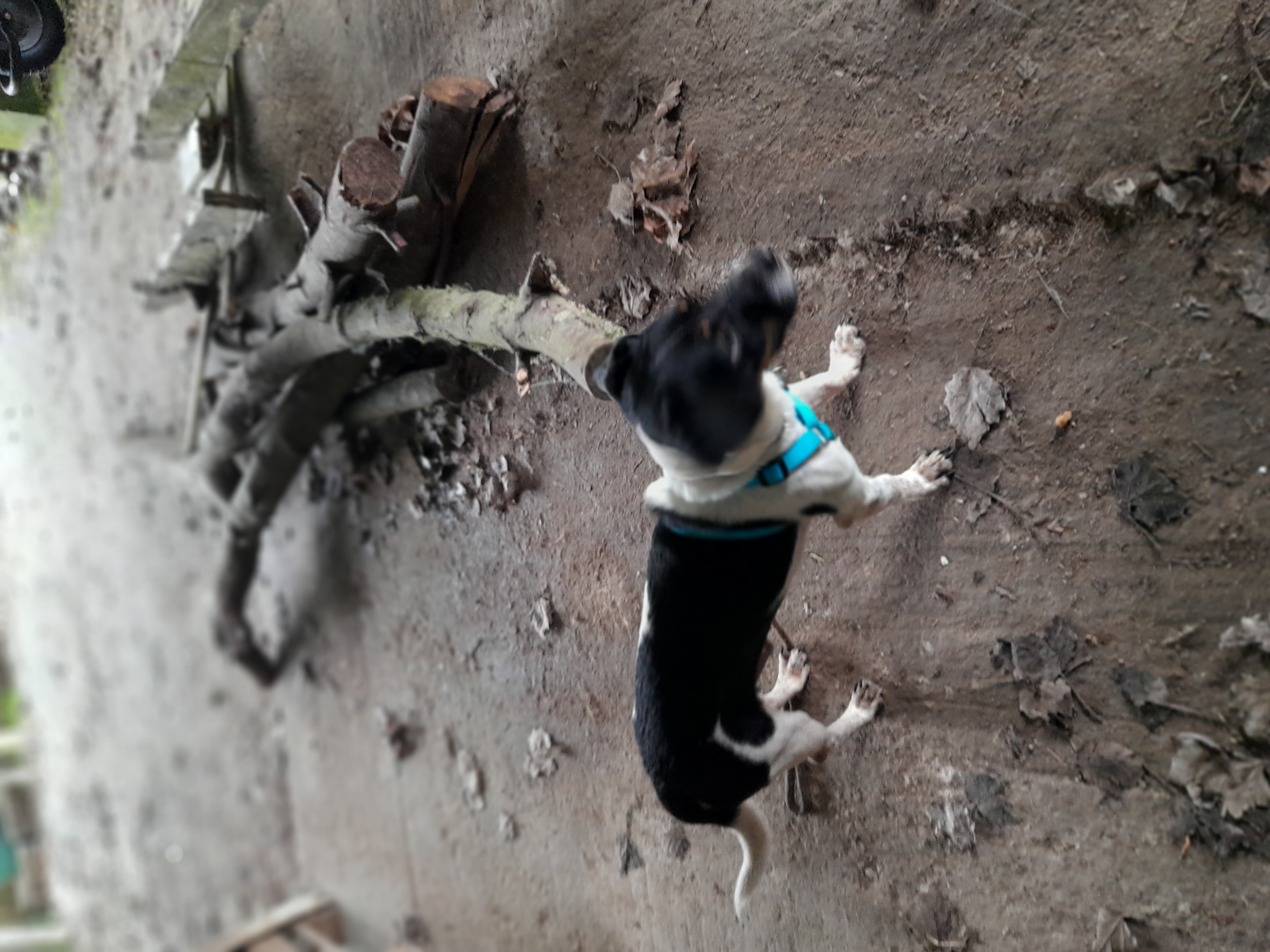 Pequeno chien réunion